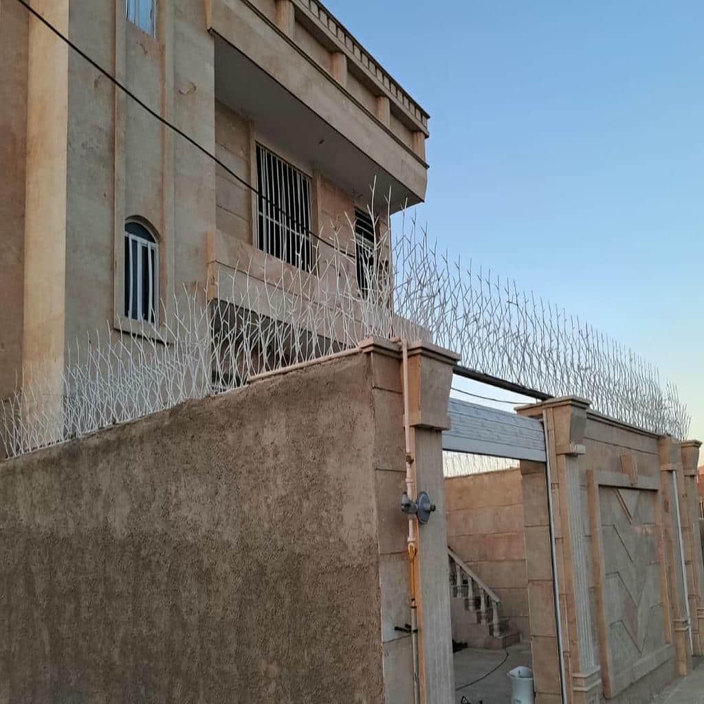 حفاظ شاخ گوزنی در کمال شهر
