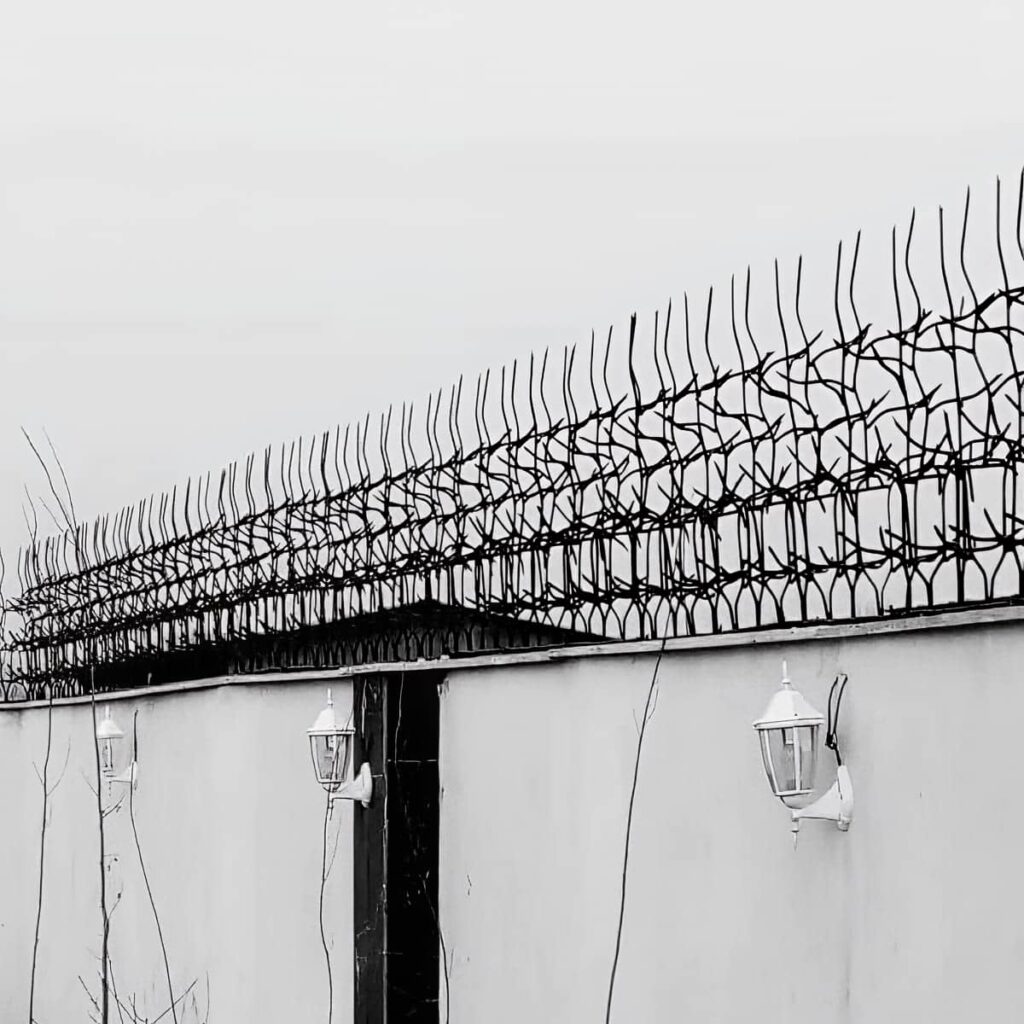 حفاظ شاخ گوزنی در بندرعباس