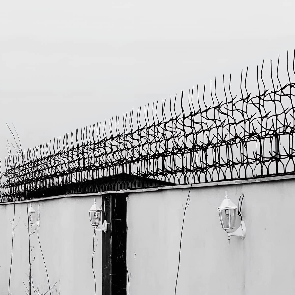 حفاظ شاخ گوزنی در بندرعباس