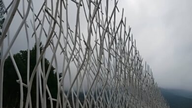 حفاظ شاخ گوزنی در استان گلستان
