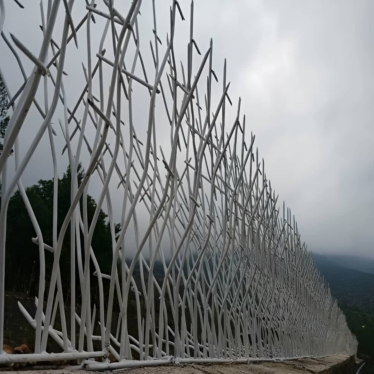 حفاظ شاخ گوزنی در استان گلستان