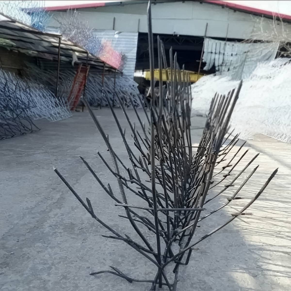 حفاظ شاخ گوزنی در کرمان
