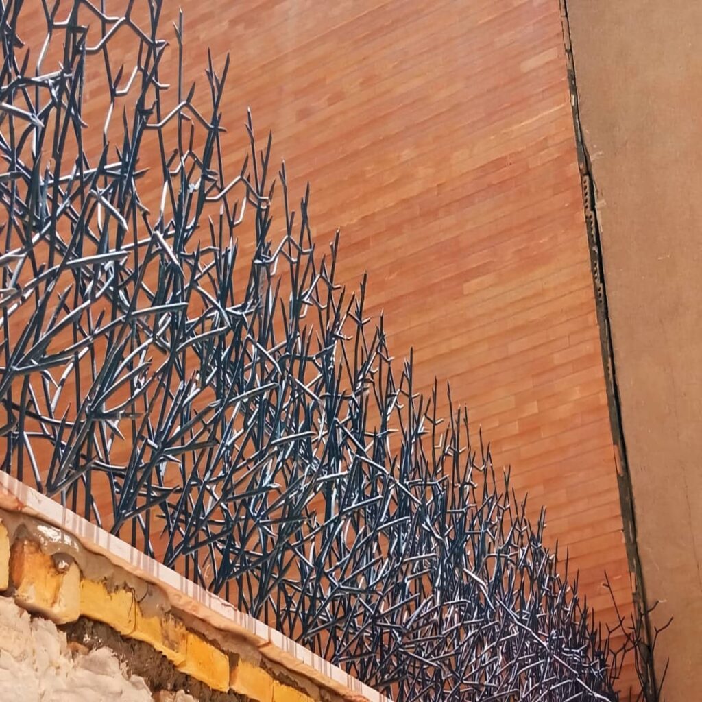 حفاظ شاخ گوزنی در رفسنجان