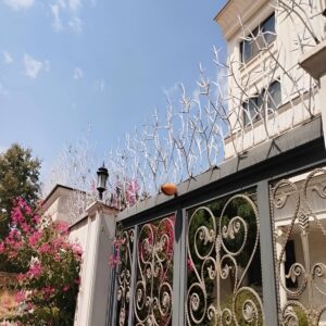 حفاظ شاخ گوزنی در فیروزکوه