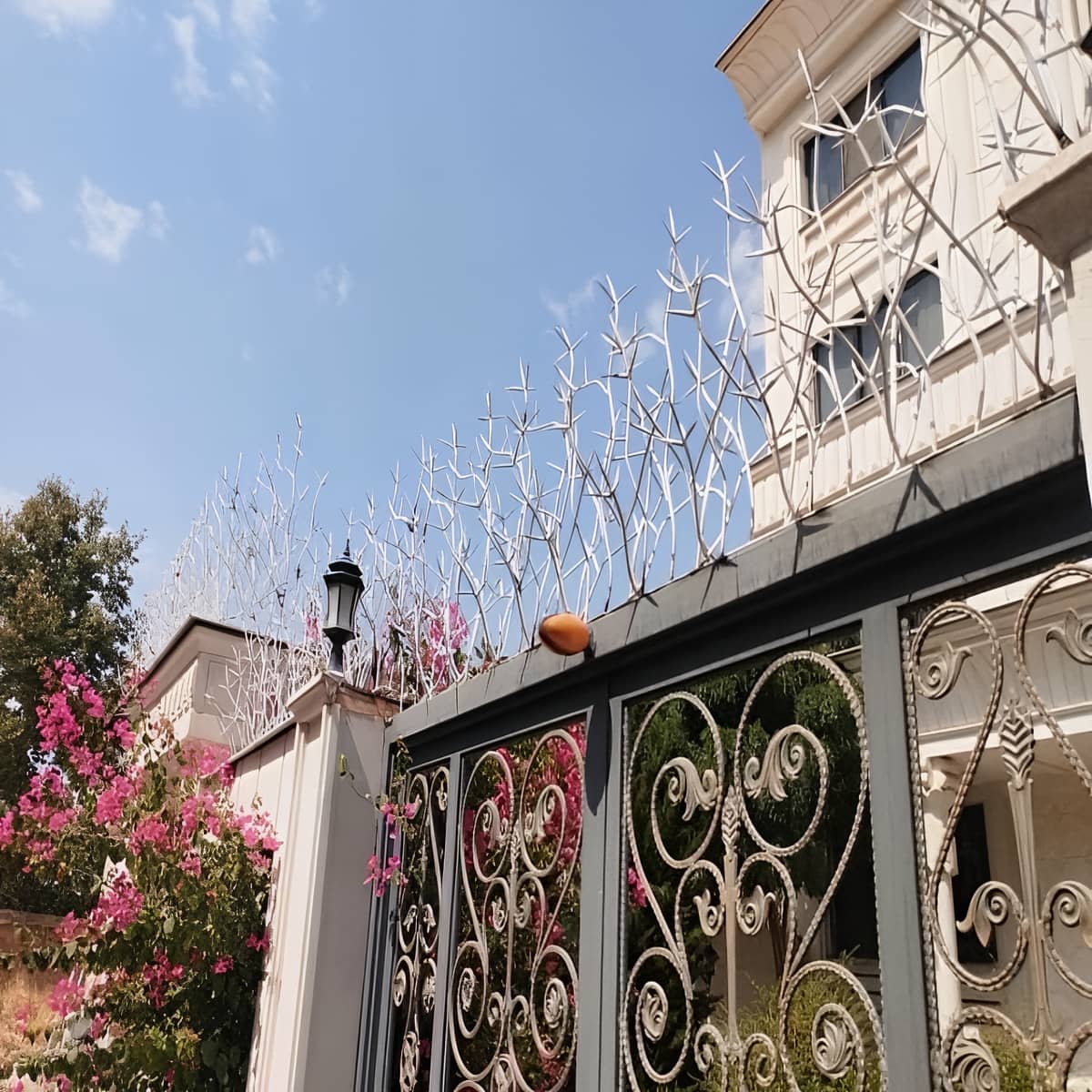 حفاظ شاخ گوزنی در فیروزکوه