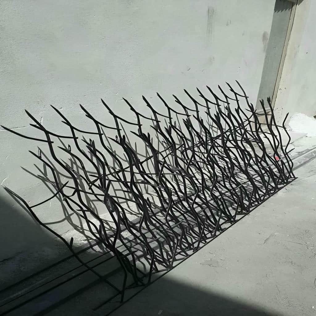 حفاظ شاخ گوزنی در گنبدکاووس