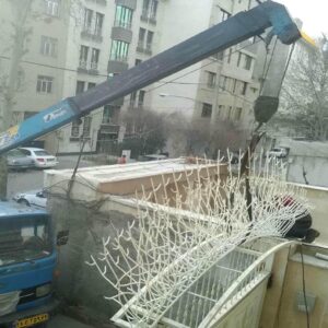 حفاظ شاخ گوزنی در بندر لنگه
