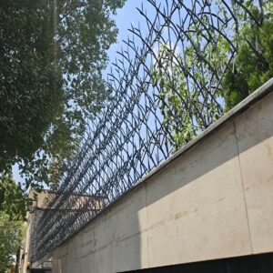 حفاظ شاخ گوزنی در فردیس کرج