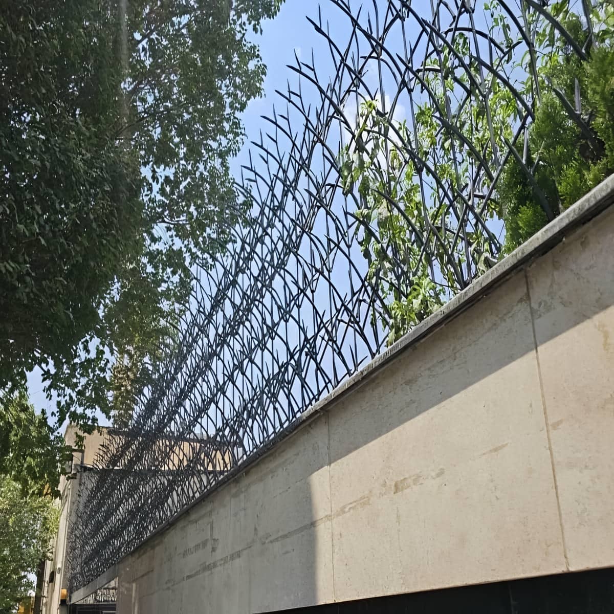 حفاظ شاخ گوزنی در فردیس کرج
