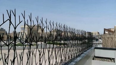 حفاظ شاخ گوزنی در یاسوج