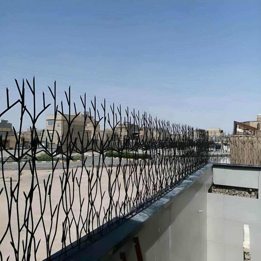 حفاظ شاخ گوزنی در یاسوج