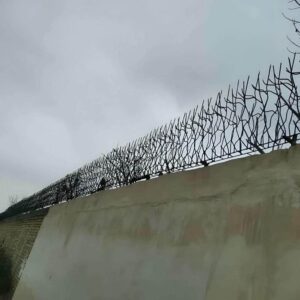 حفاظ شاخ گوزنی در مهرشهر کرج