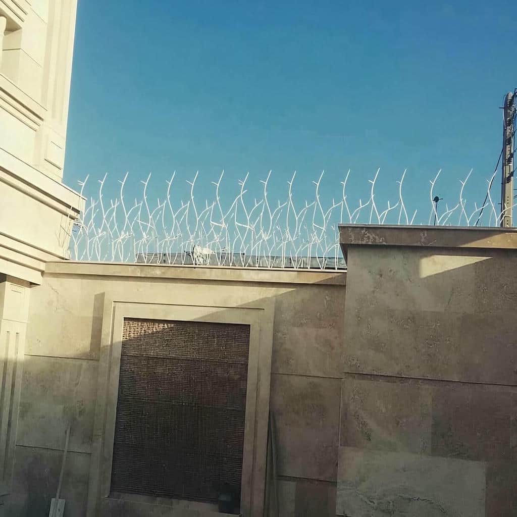 حفاظ شاخ گوزنی در کیش