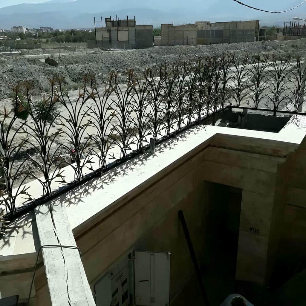 حفاظ شاخ گوزنی در شیراز