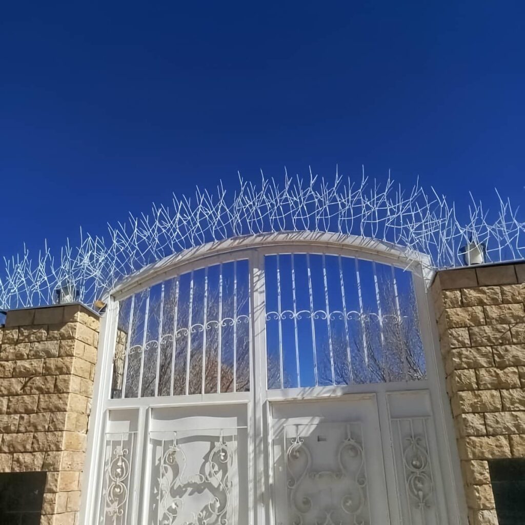 حفاظ شاخ گوزنی در بندر انزلی