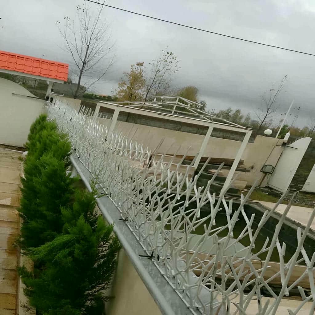 حفاظ شاخ گوزنی در بیرجند