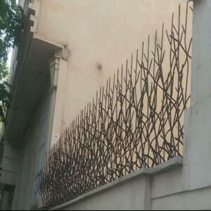 حفاظ شاخ گوزنی در بندر چابهار