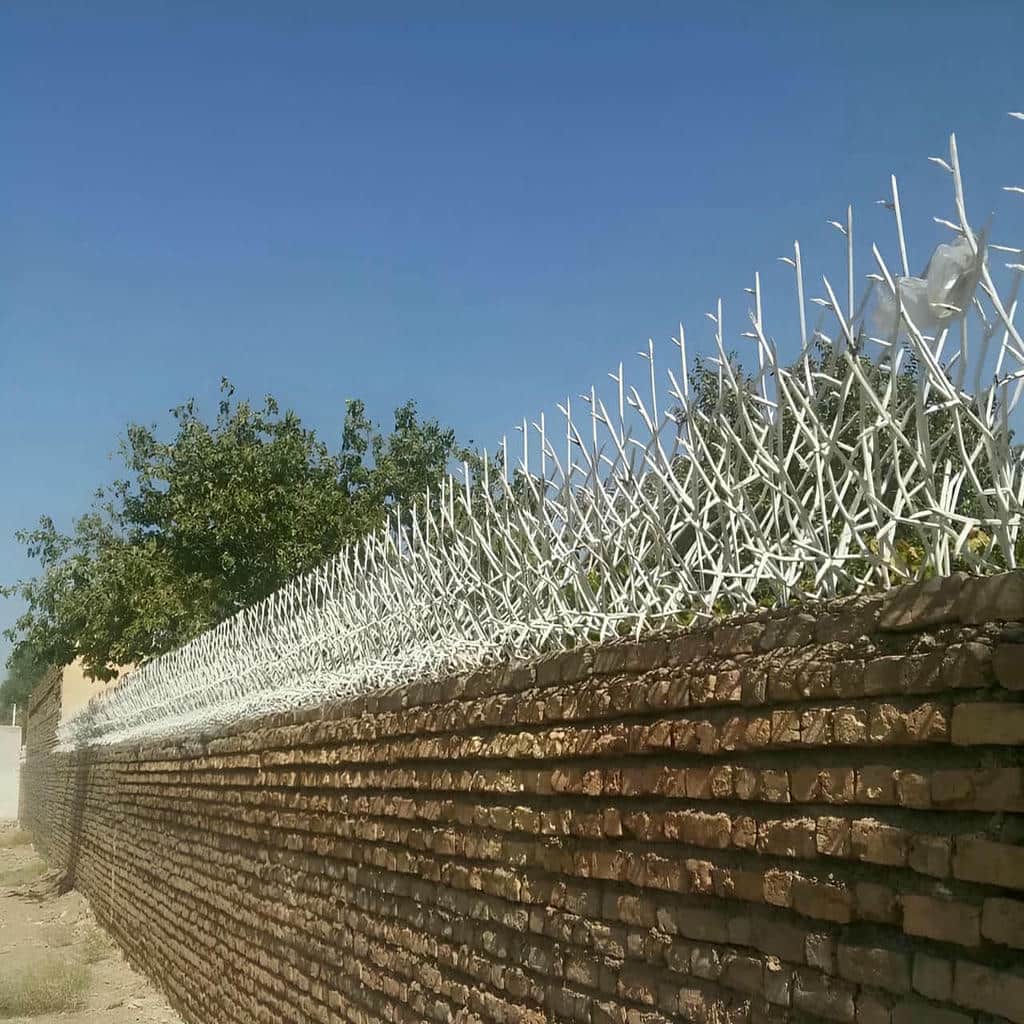 حفاظ شاخ گوزنی در نوشهر