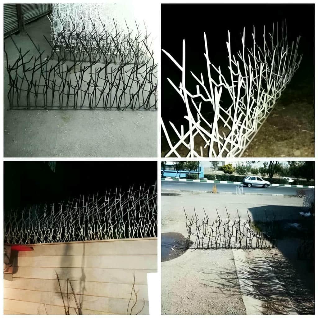 حفاظ شاخ گوزنی در ساوه