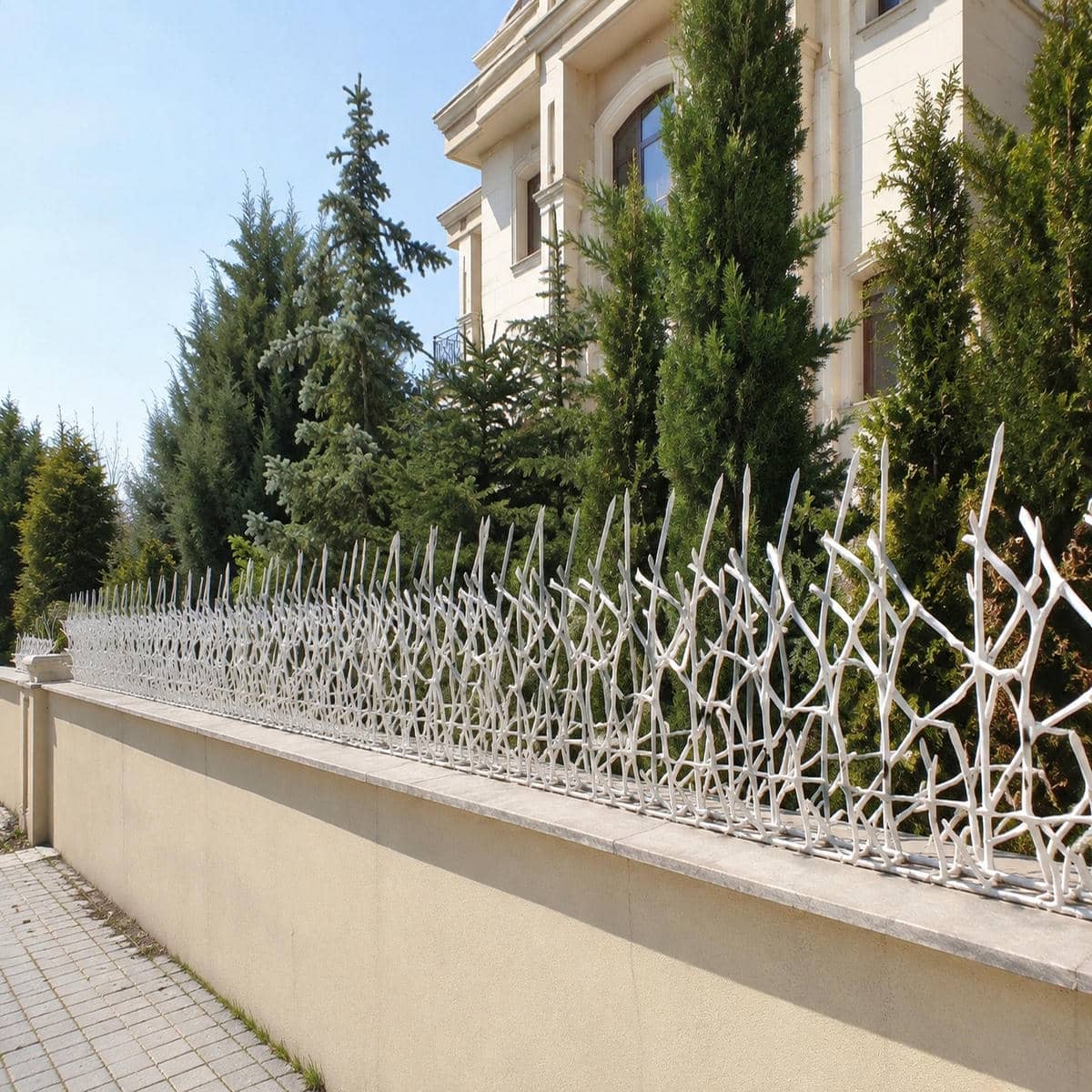 حفاظ دیوار شاخ گوزنی مشکی در استان بوشهر